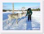 Reindeer feeding * 2638 x 1928 * (3.31MB)